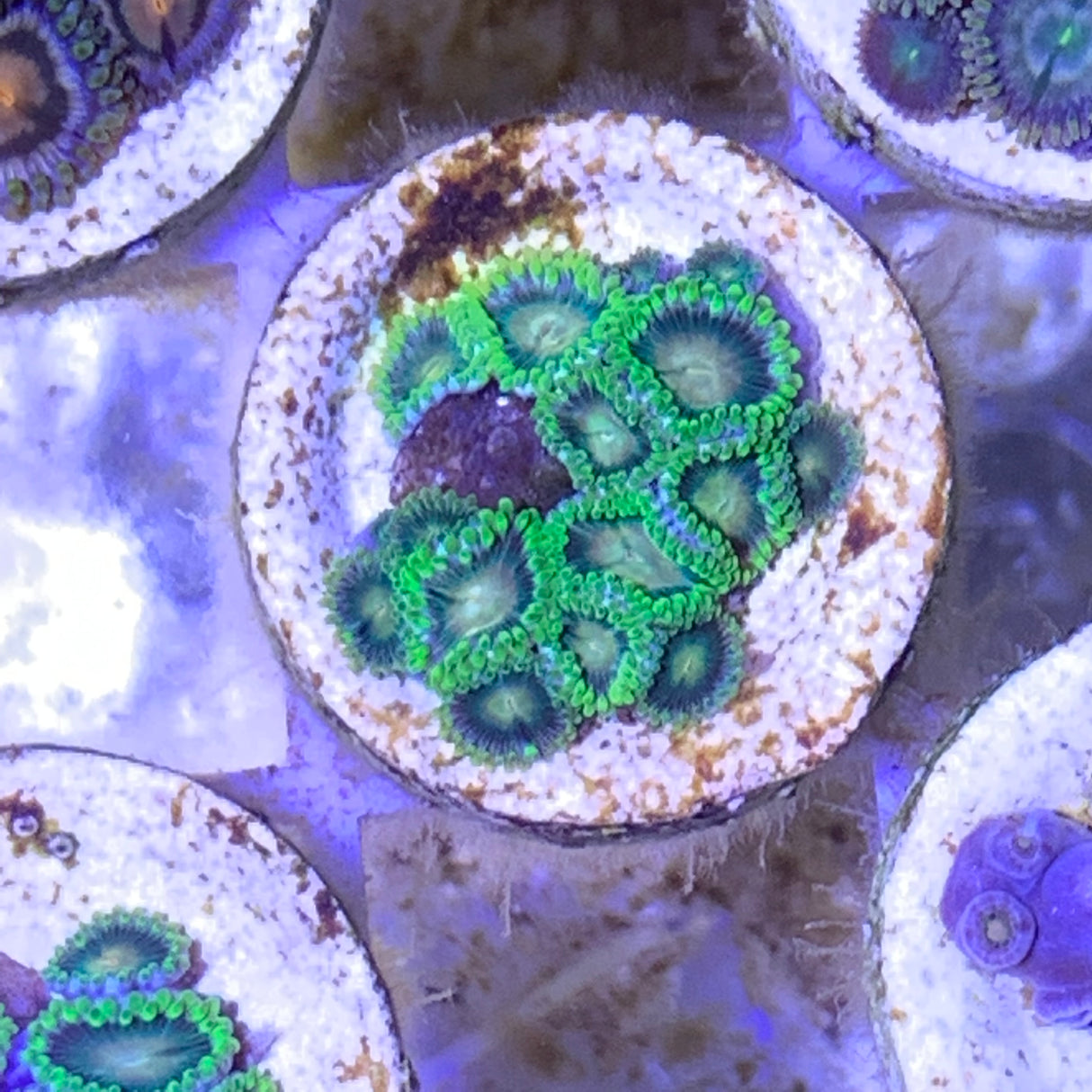 Zoa frag