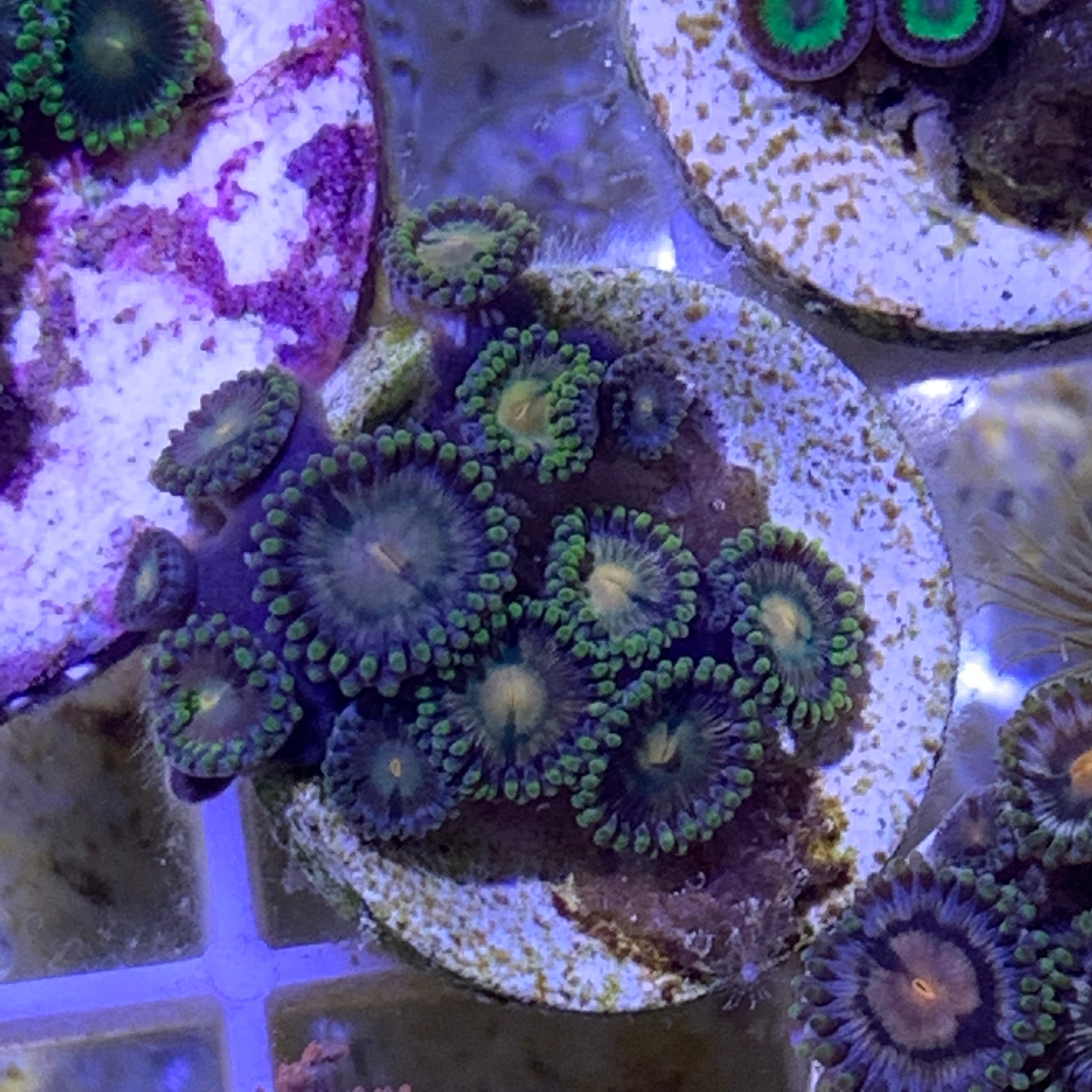 Zoa frag