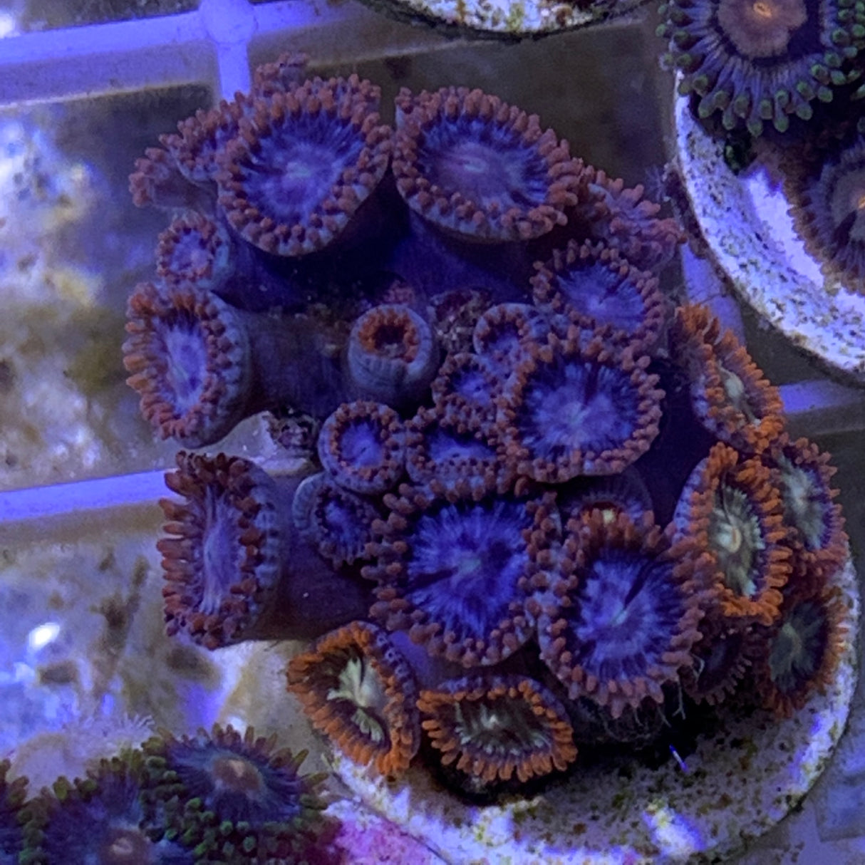 Zoa frag