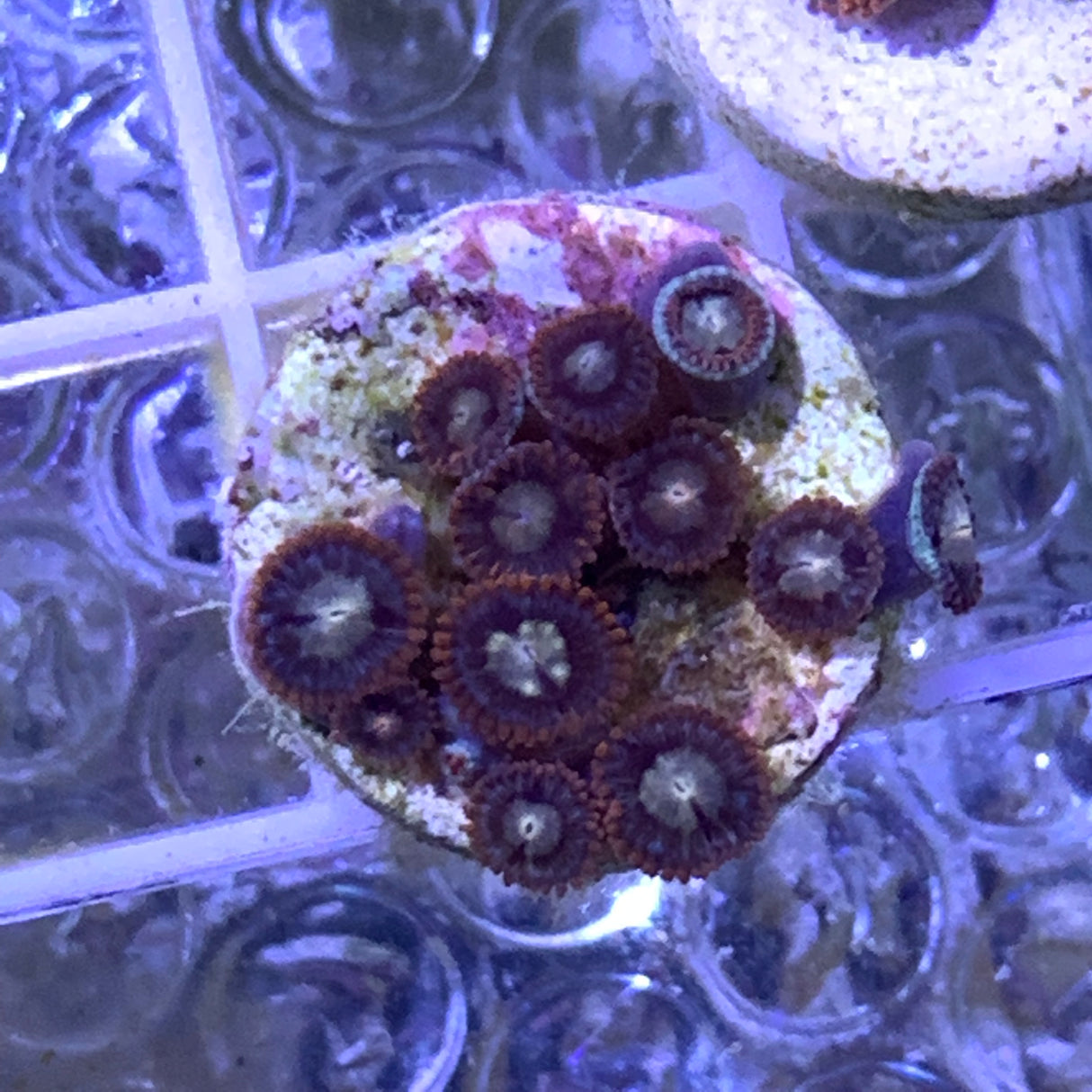 Zoa frag