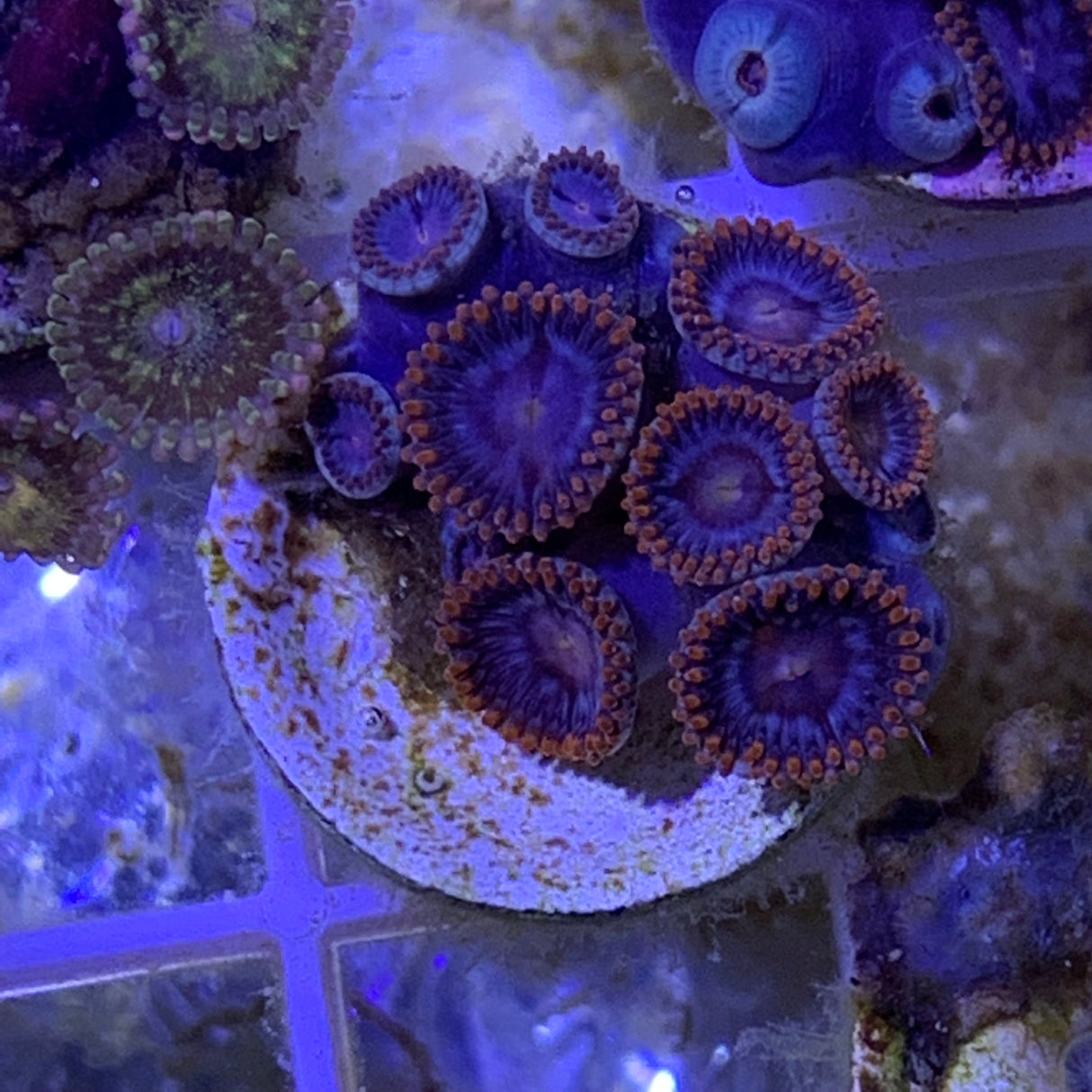 Zoa frag