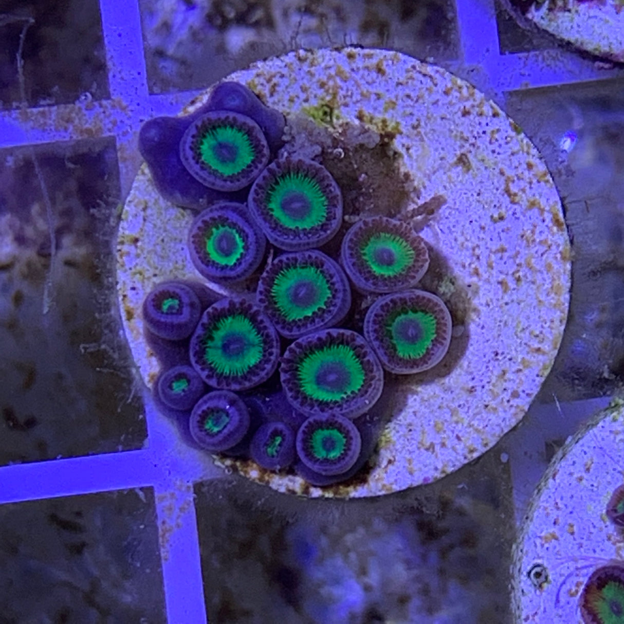 Zoa frag