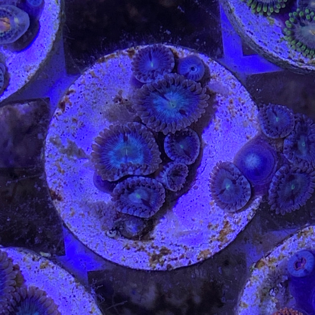 Zoa frag