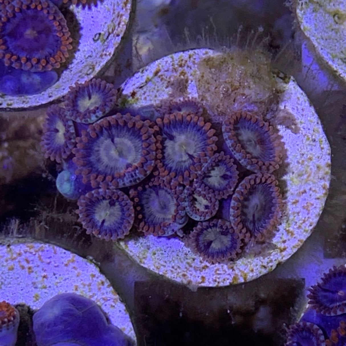 Zoa frag