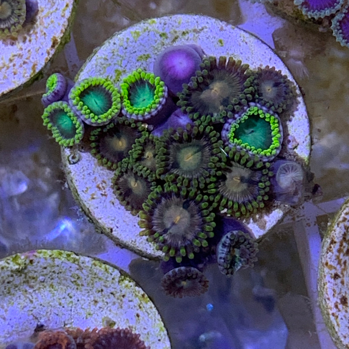 Zoa frag