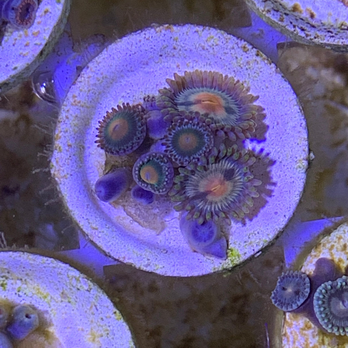 Zoa frag