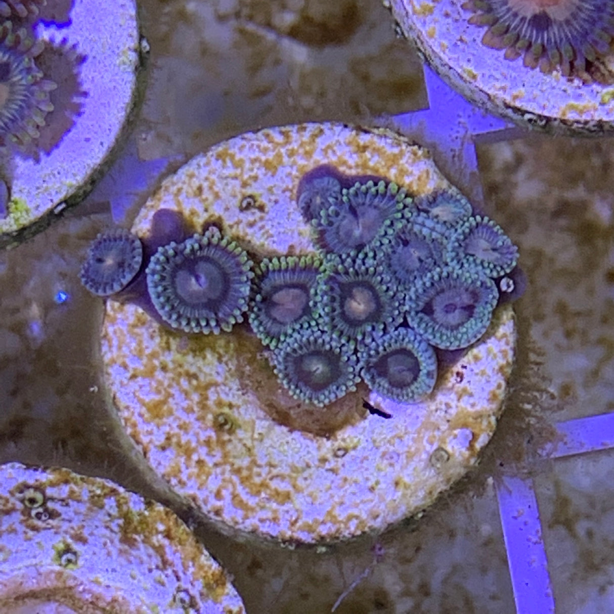 Zoa frag