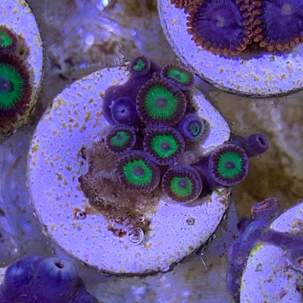 Zoa frag