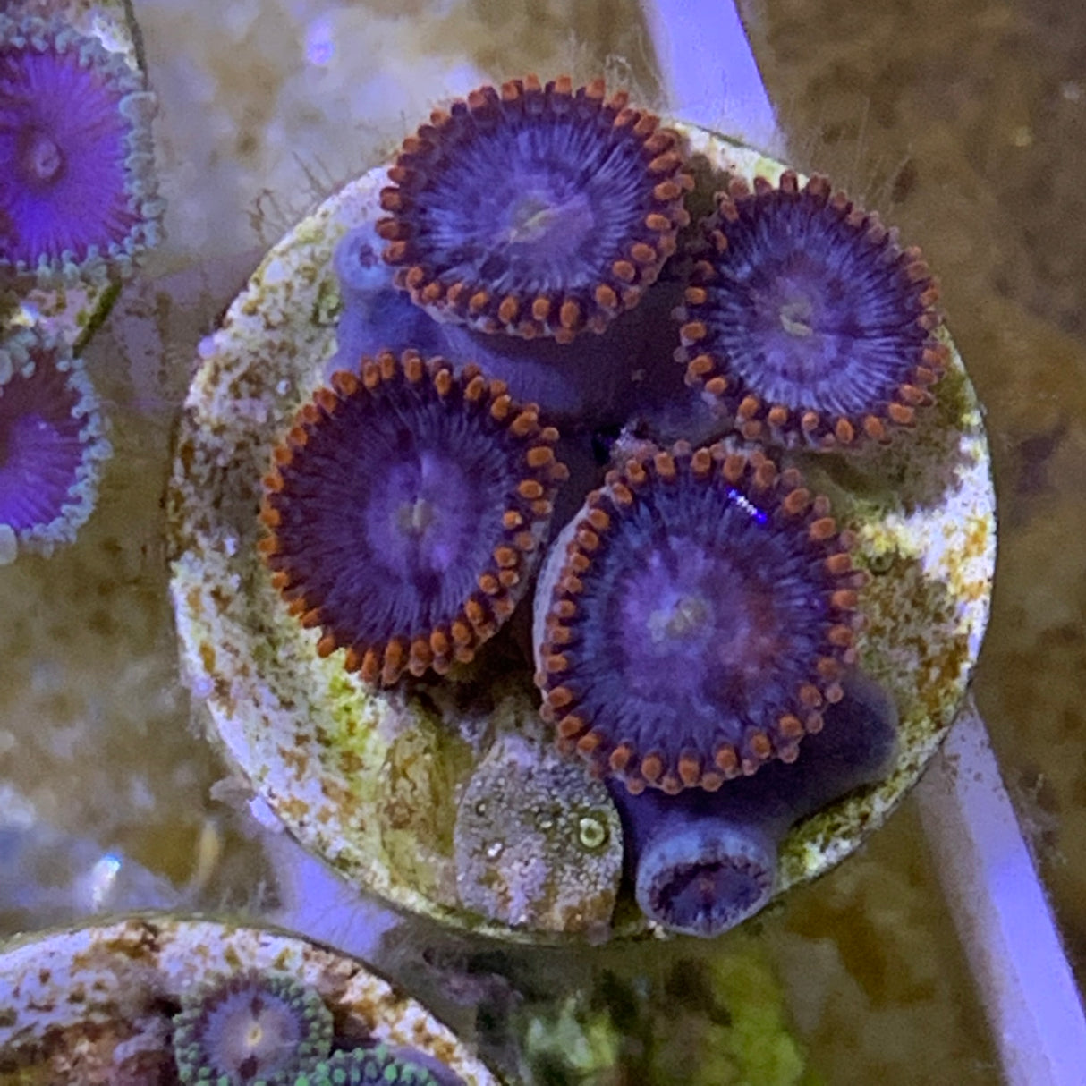 Zoa frag