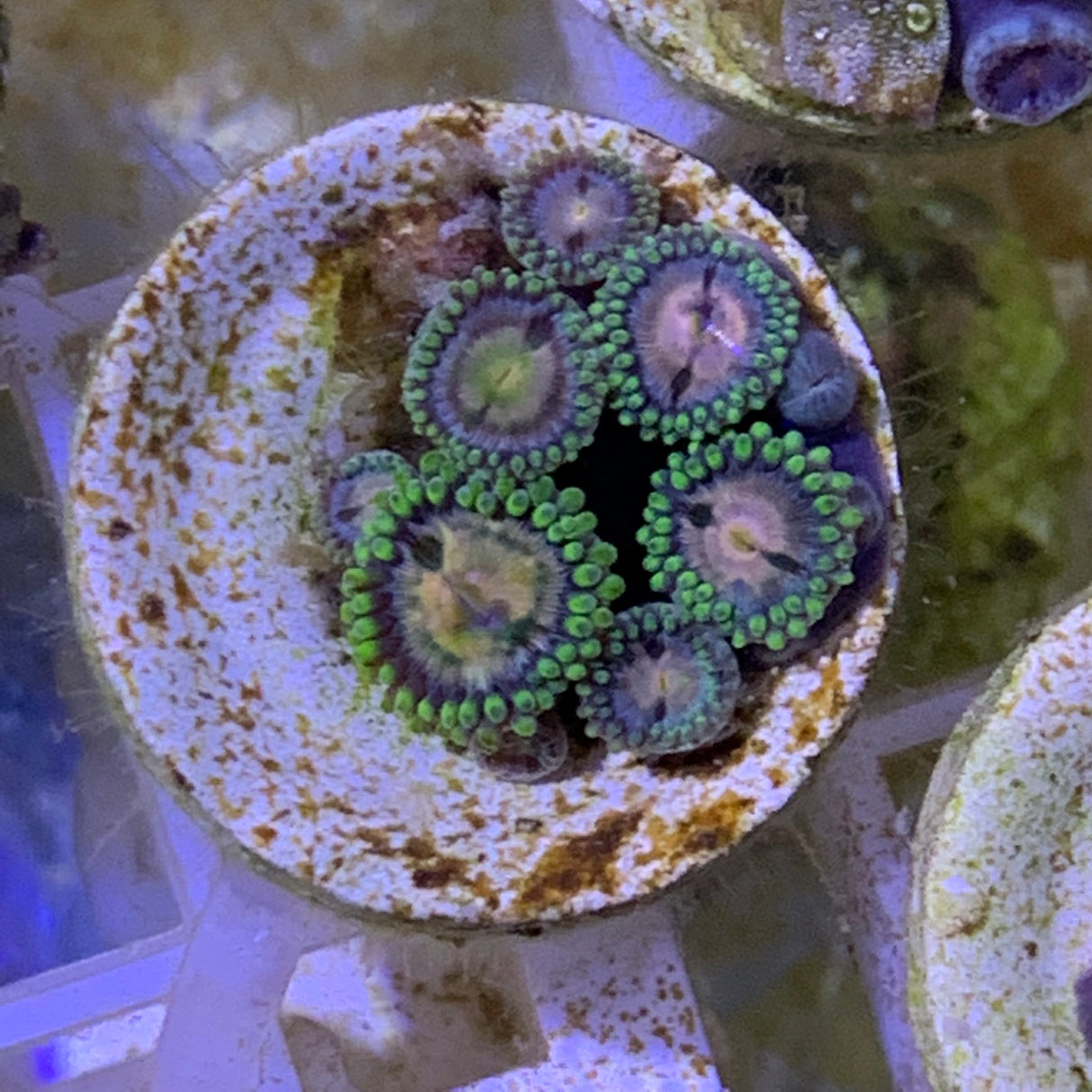 Zoa frag