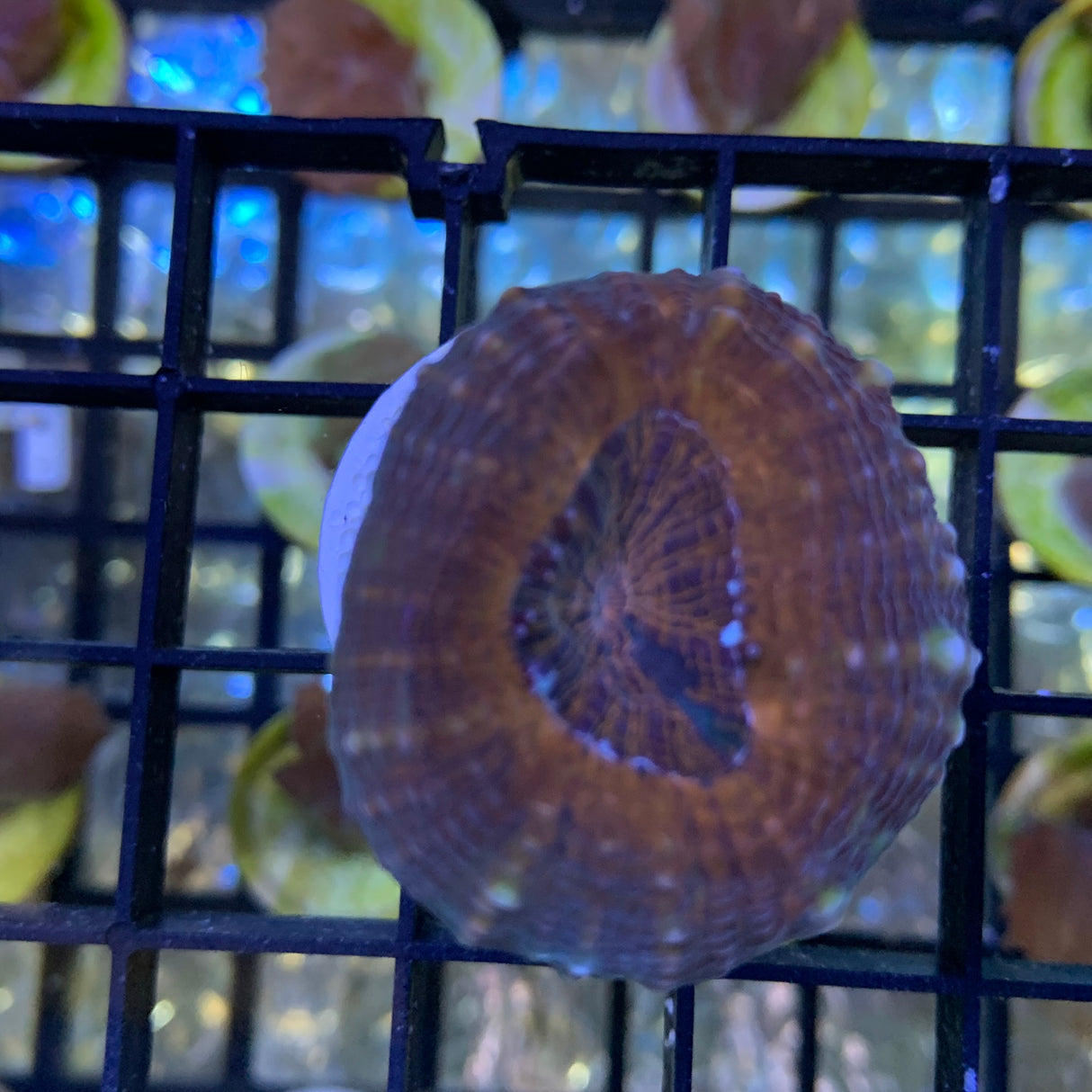 Rainbow Lobophyllia