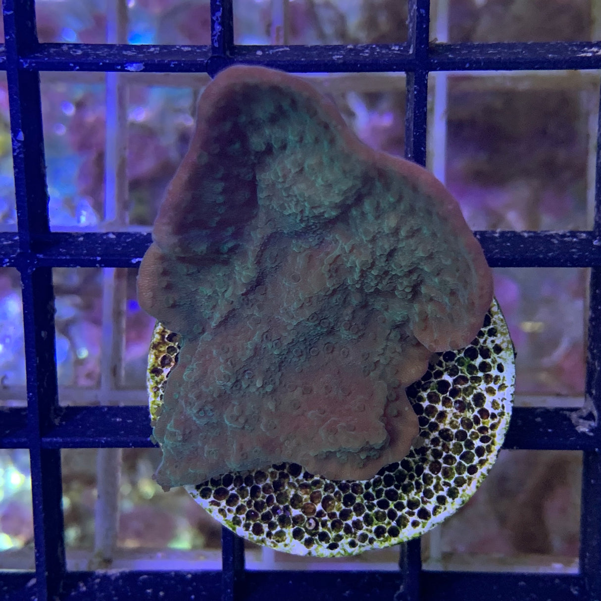 Green plating Montipora