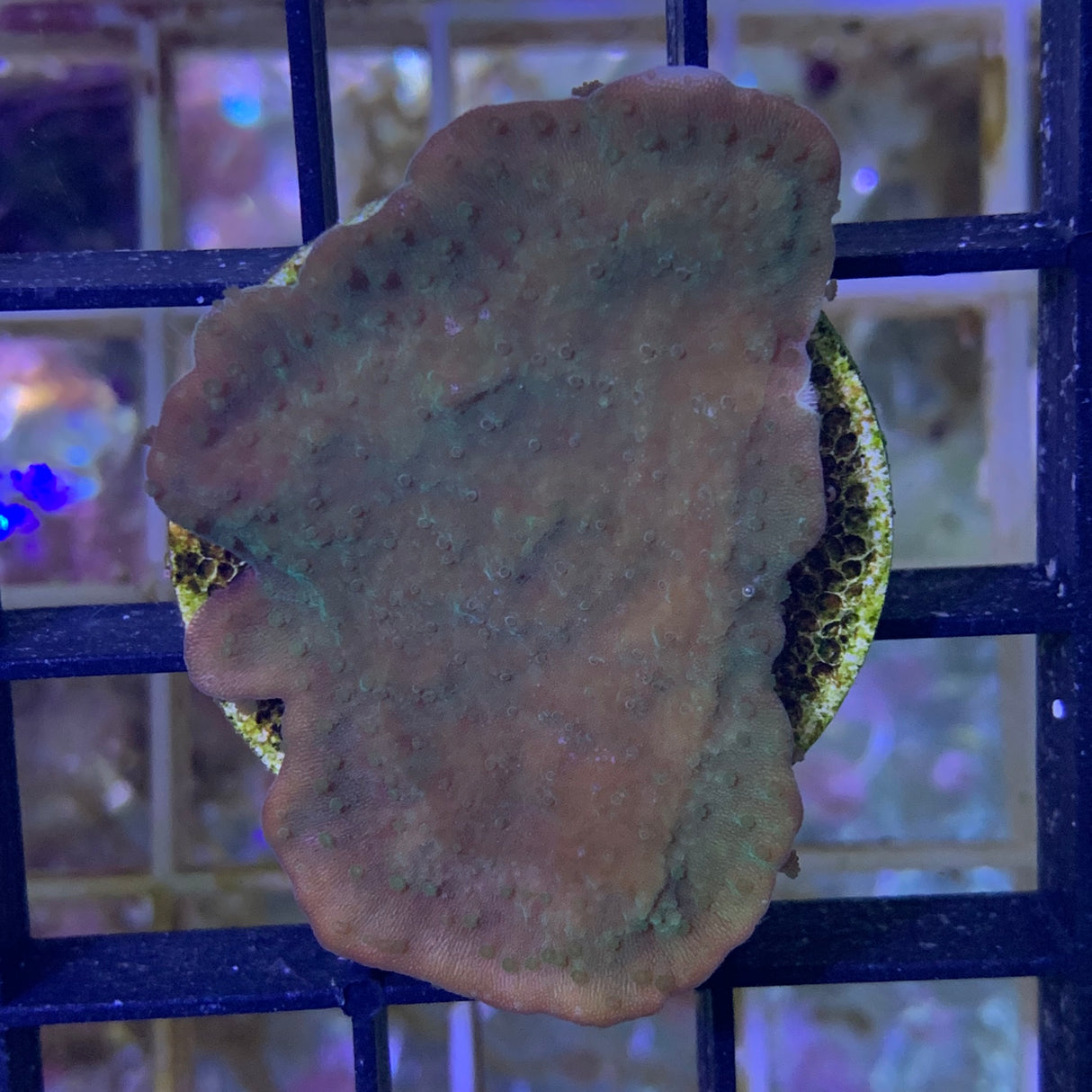 Green plating Montipora