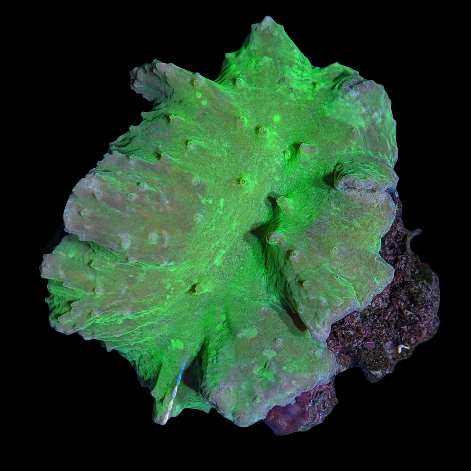Green Sinularia Dura Cabbage Coral Colony