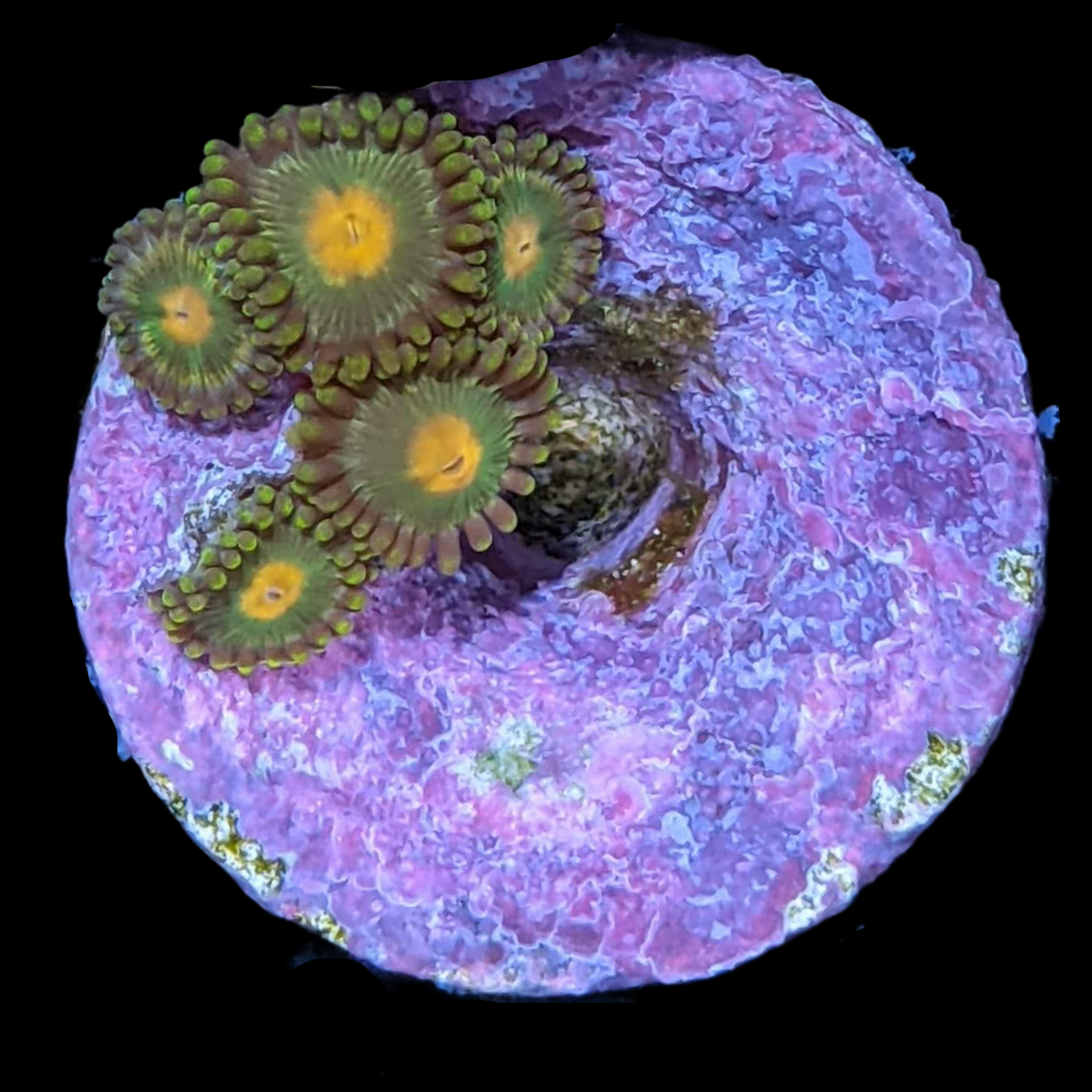 John Deere Zoa Frag