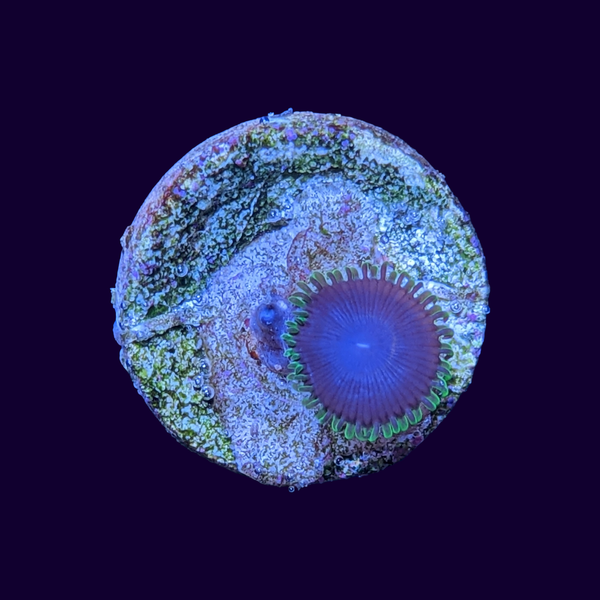 Joker Zoa Frag