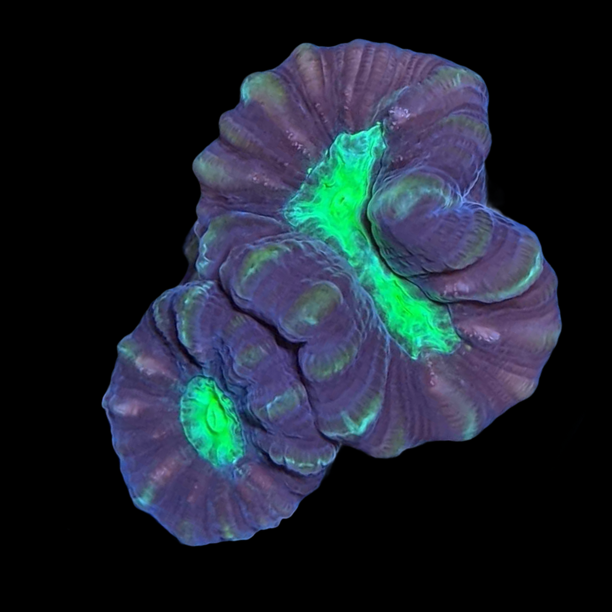 Green Mouth Candy Cane