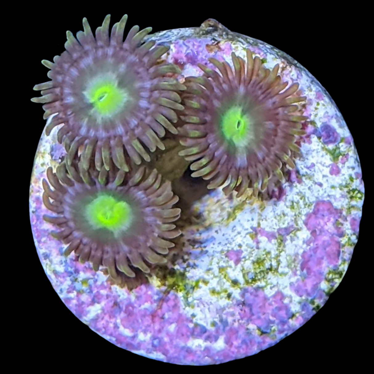 Zoa Frag