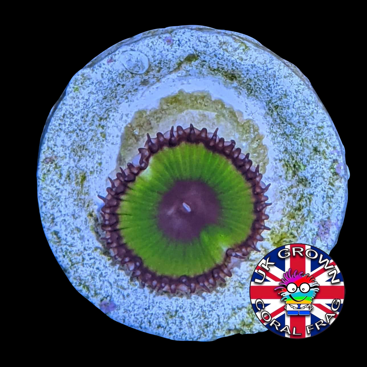 Grandis Paly Zoa Frag (UK Grown)