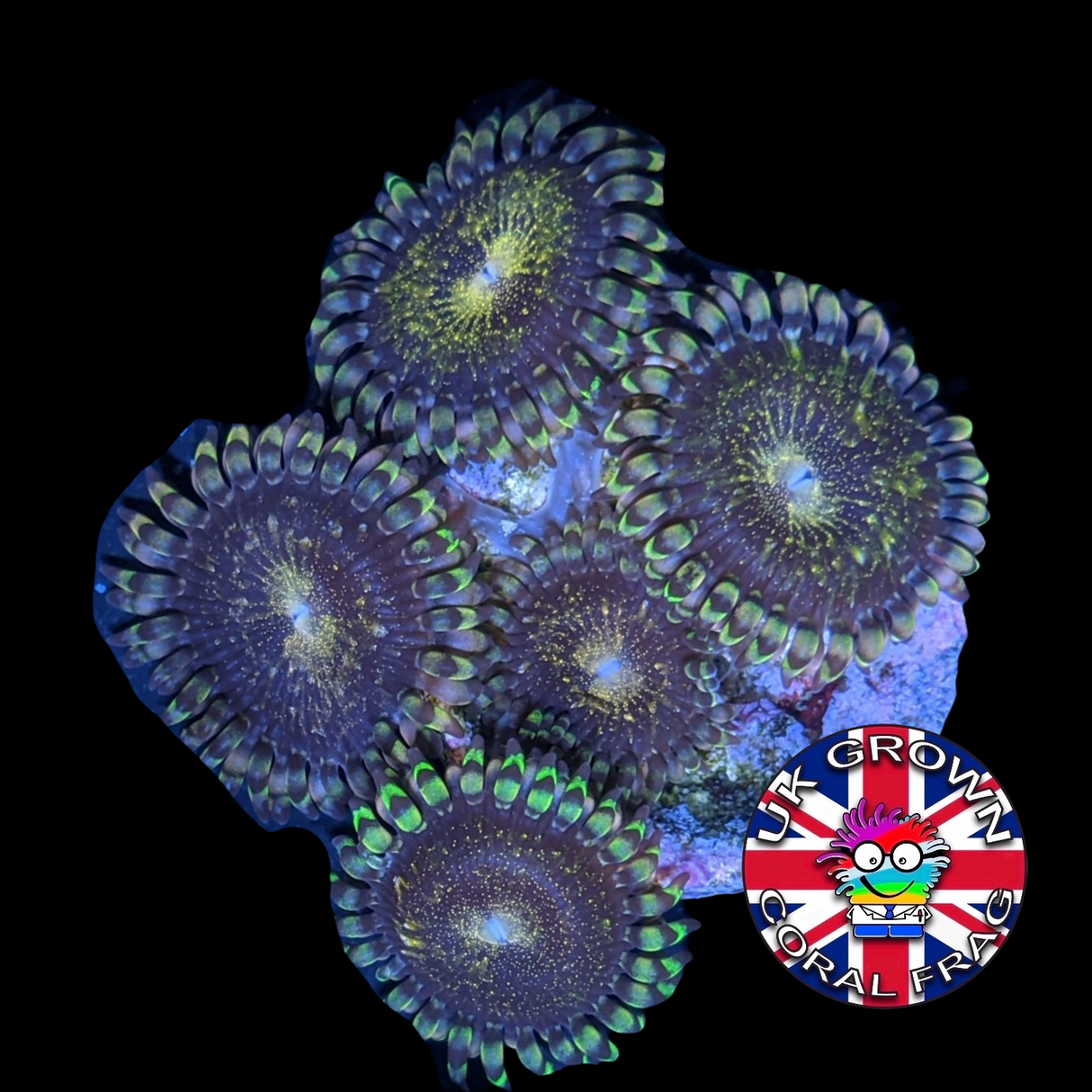 Reverse Space Monster Zoa Frag (UK Grown)