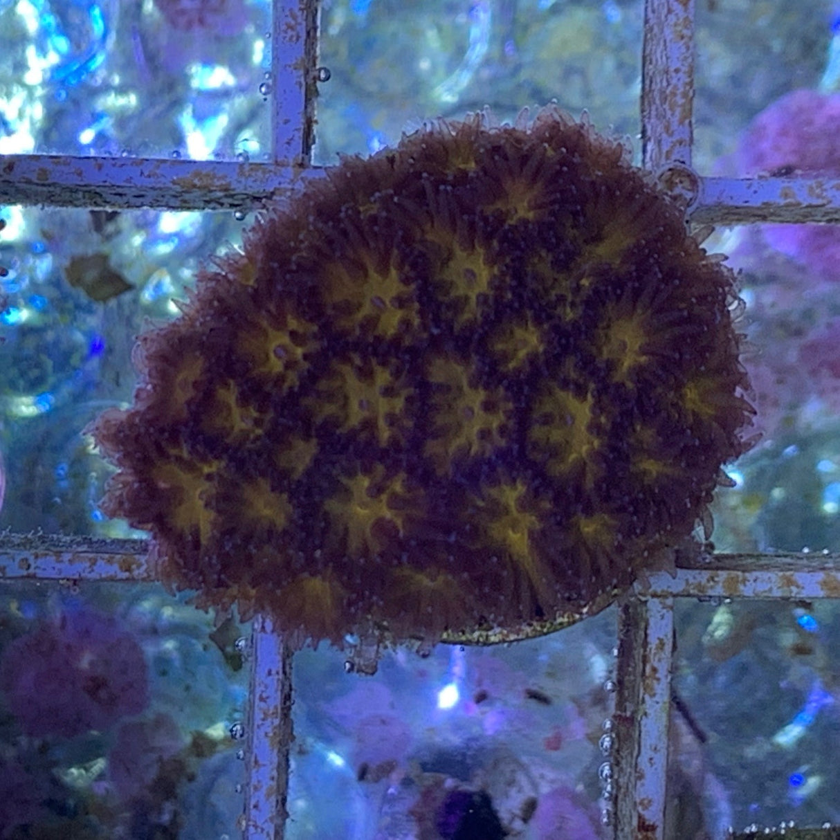 Orange Leptastrea Frag