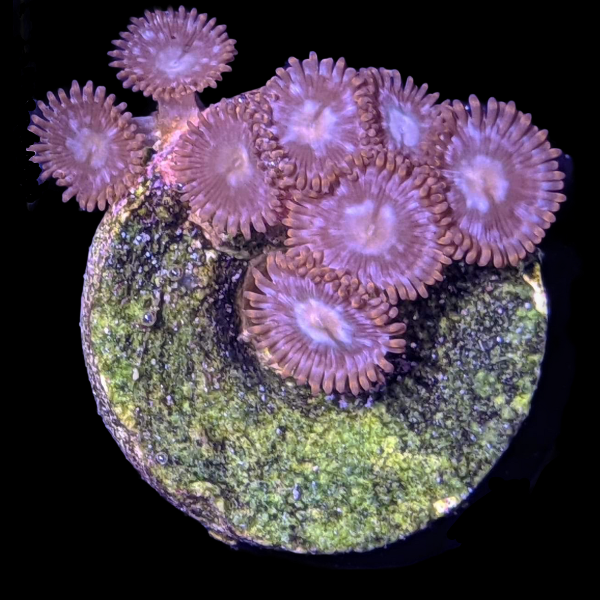 Forget Me Not Zoa Frag