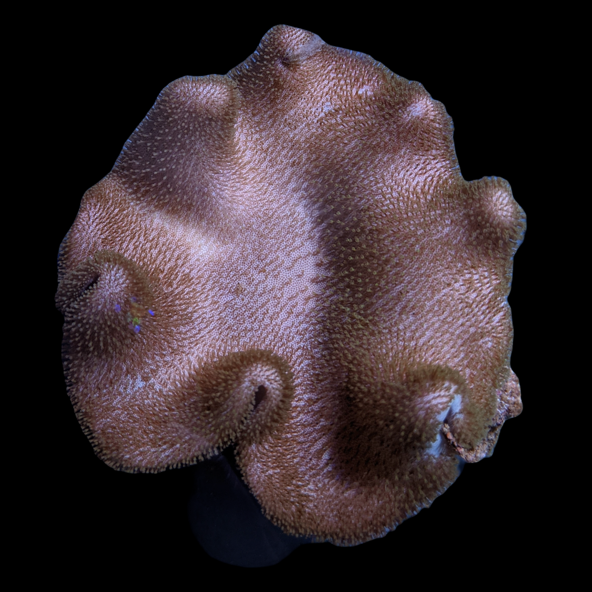 Large Toadstool Leather Colony