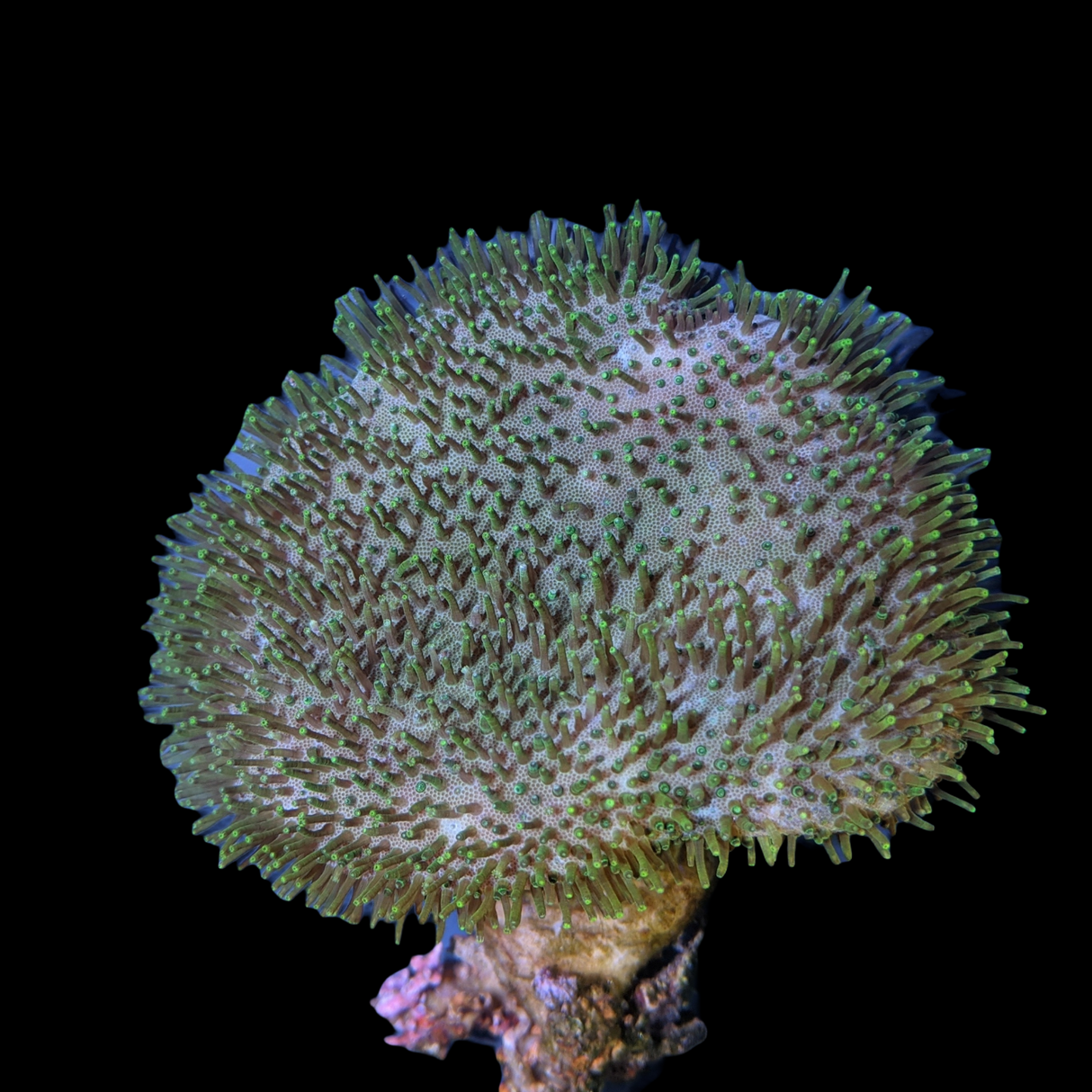 Green Polyp Toadstool Leather Colony