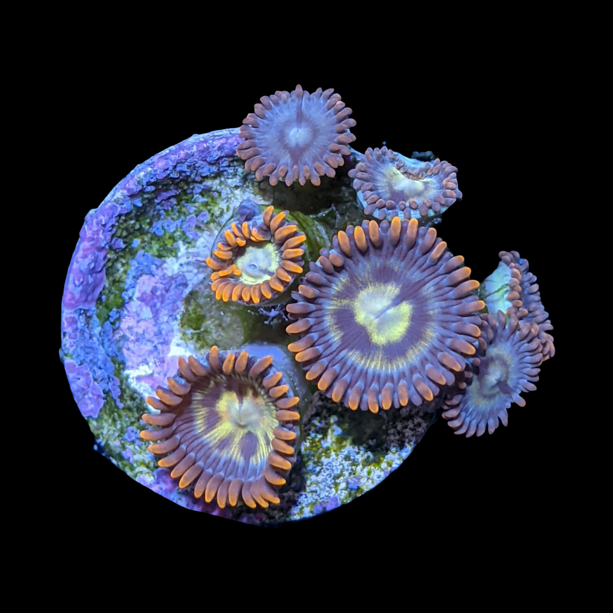 Chocolate Orange Zoa Frag