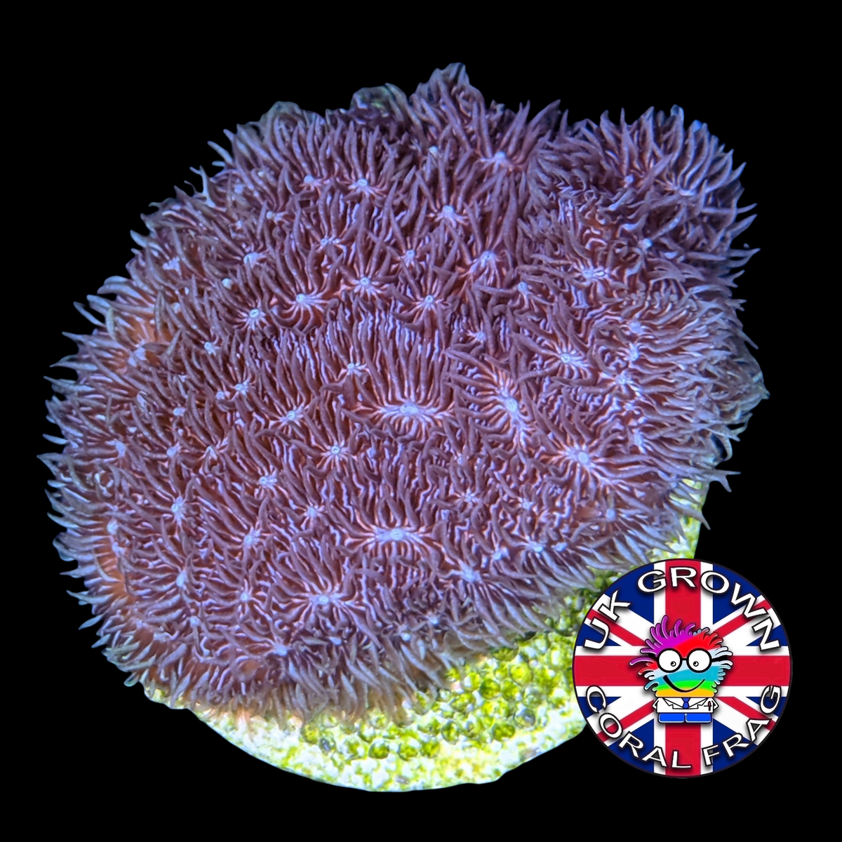 Large Deep Purple Pavona (UK Grown)