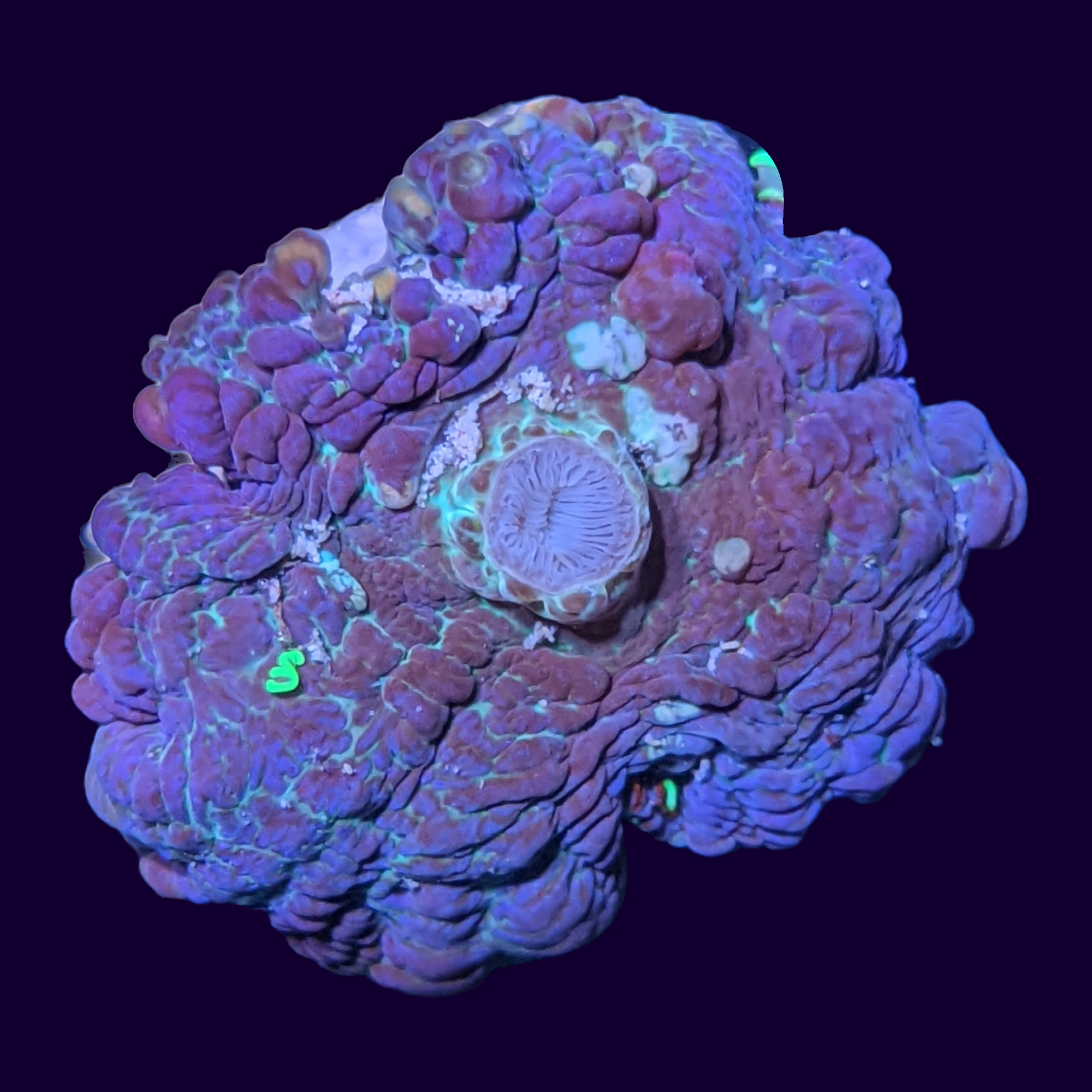 Large Purple Rhodactis Mushroom