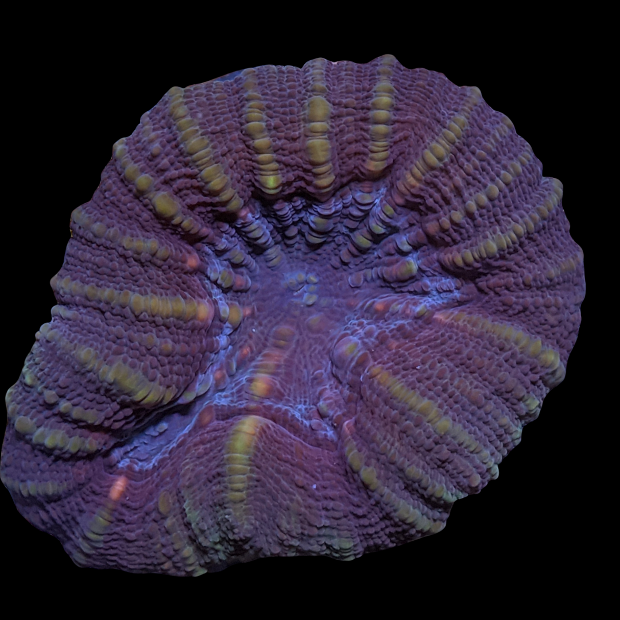Lobophyllia