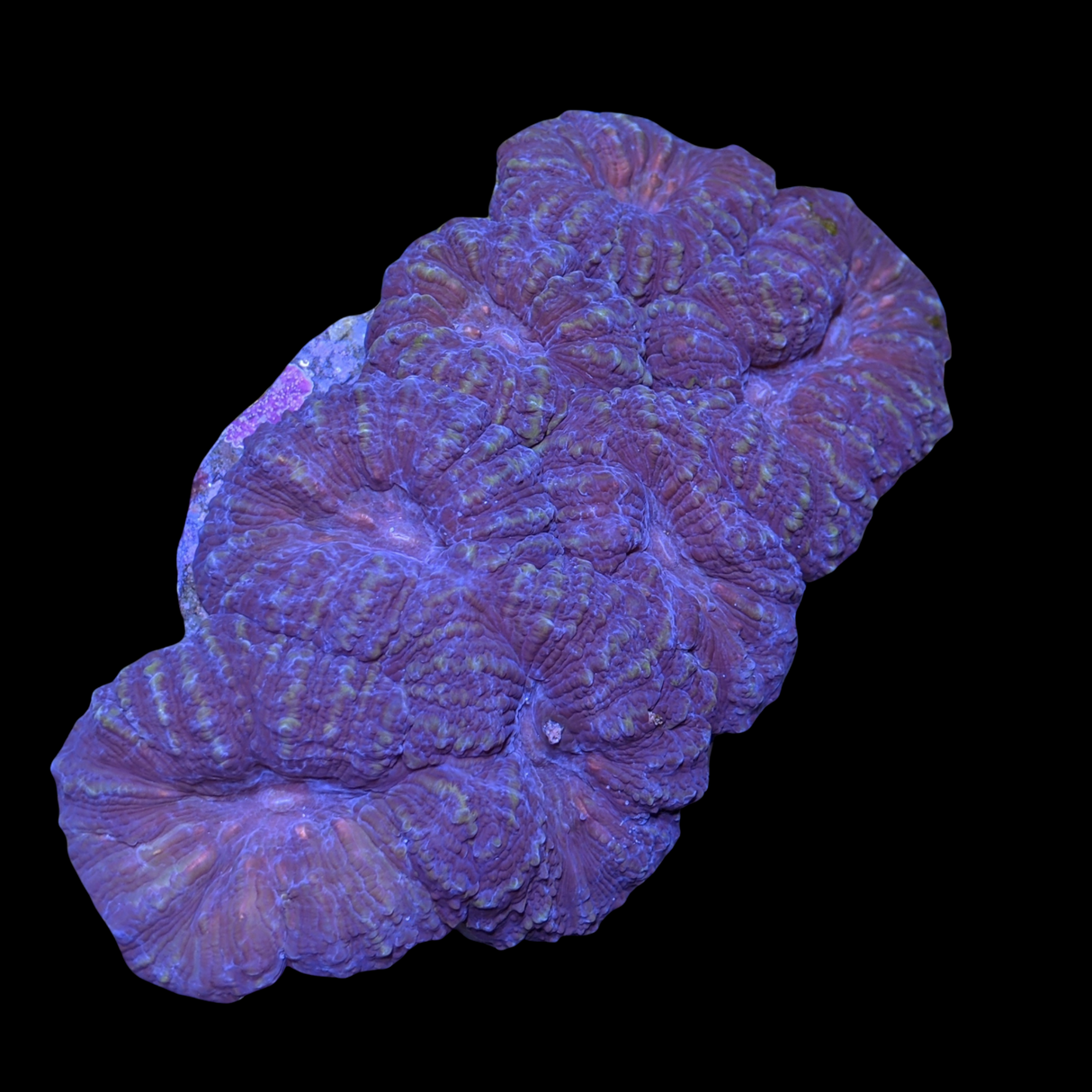Lobophyllia (collection Only)