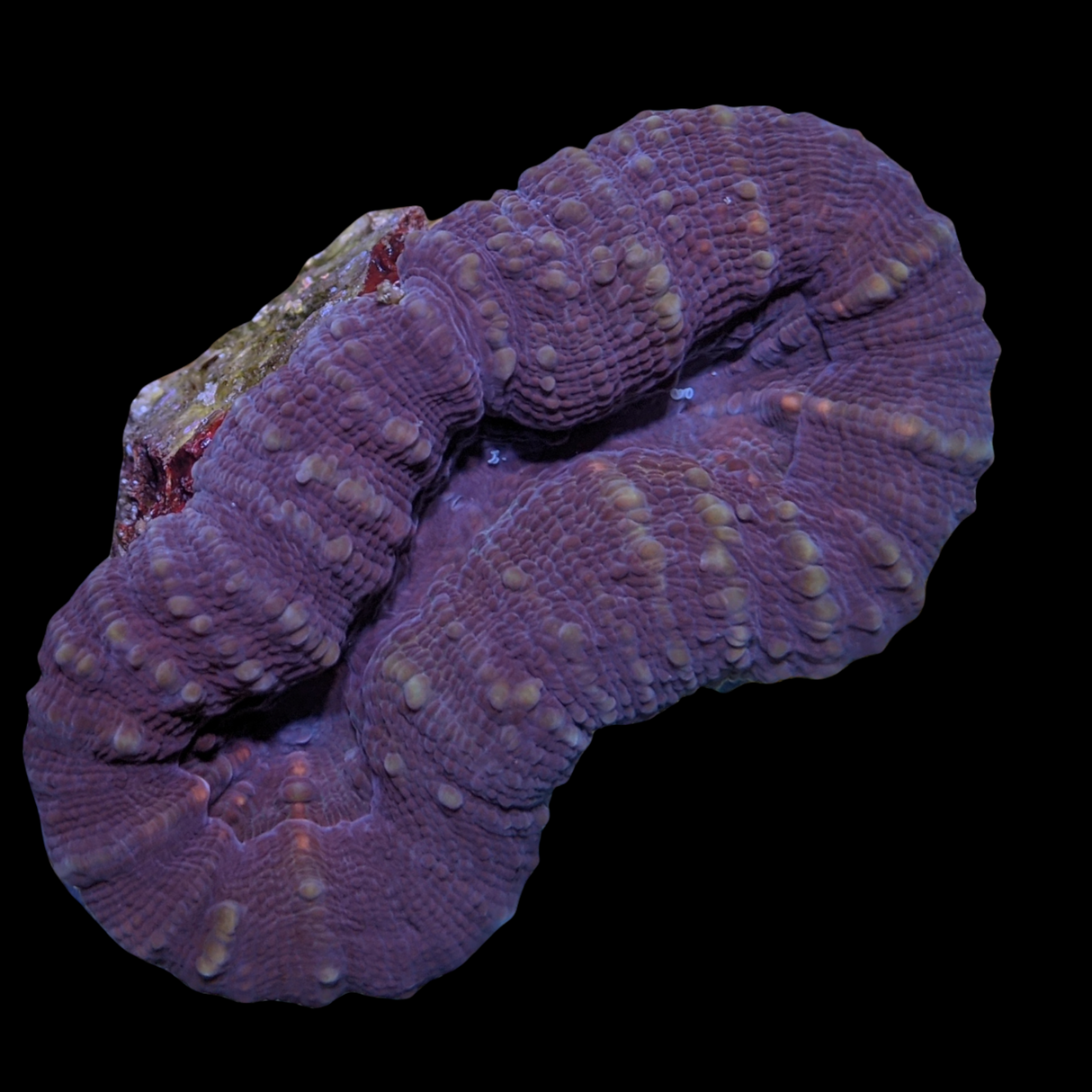 Lobophyllia (collection Only)