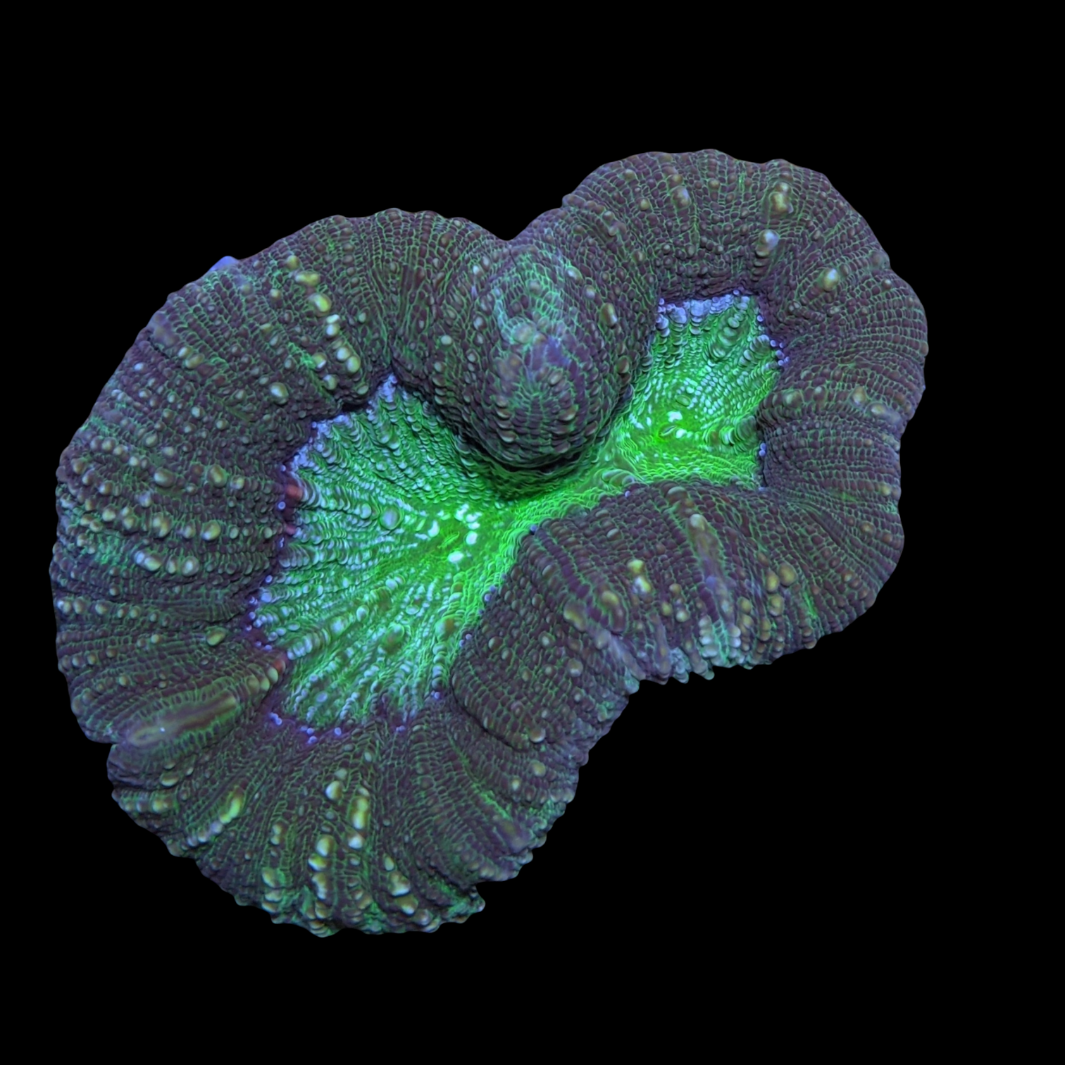 Lobophyllia (collection Only)