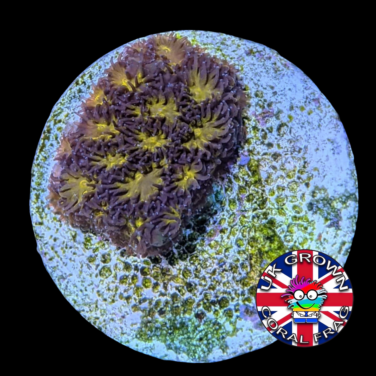 Orange Leptastrea Frag (UK Grown)