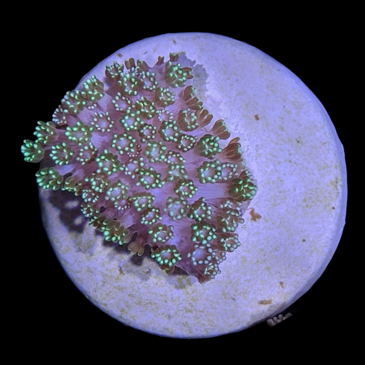 Green Alveopora