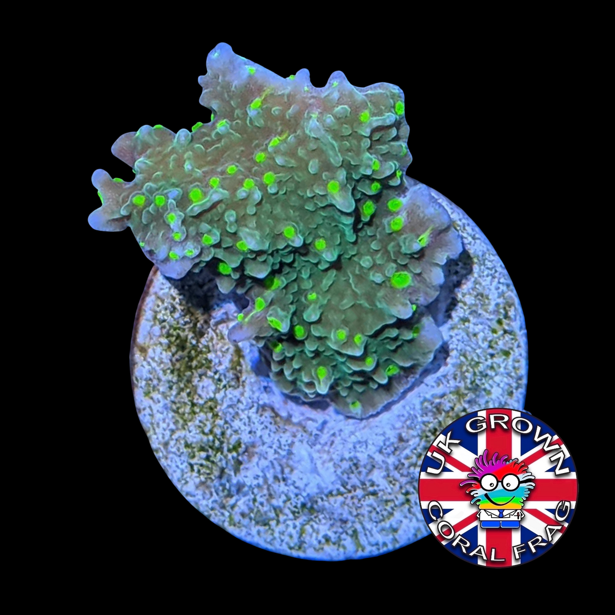 Hirsuta Montipora (UK Grown)