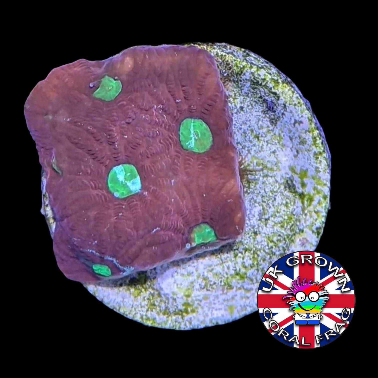 Favites Pentagona War Coral (UK Grown)