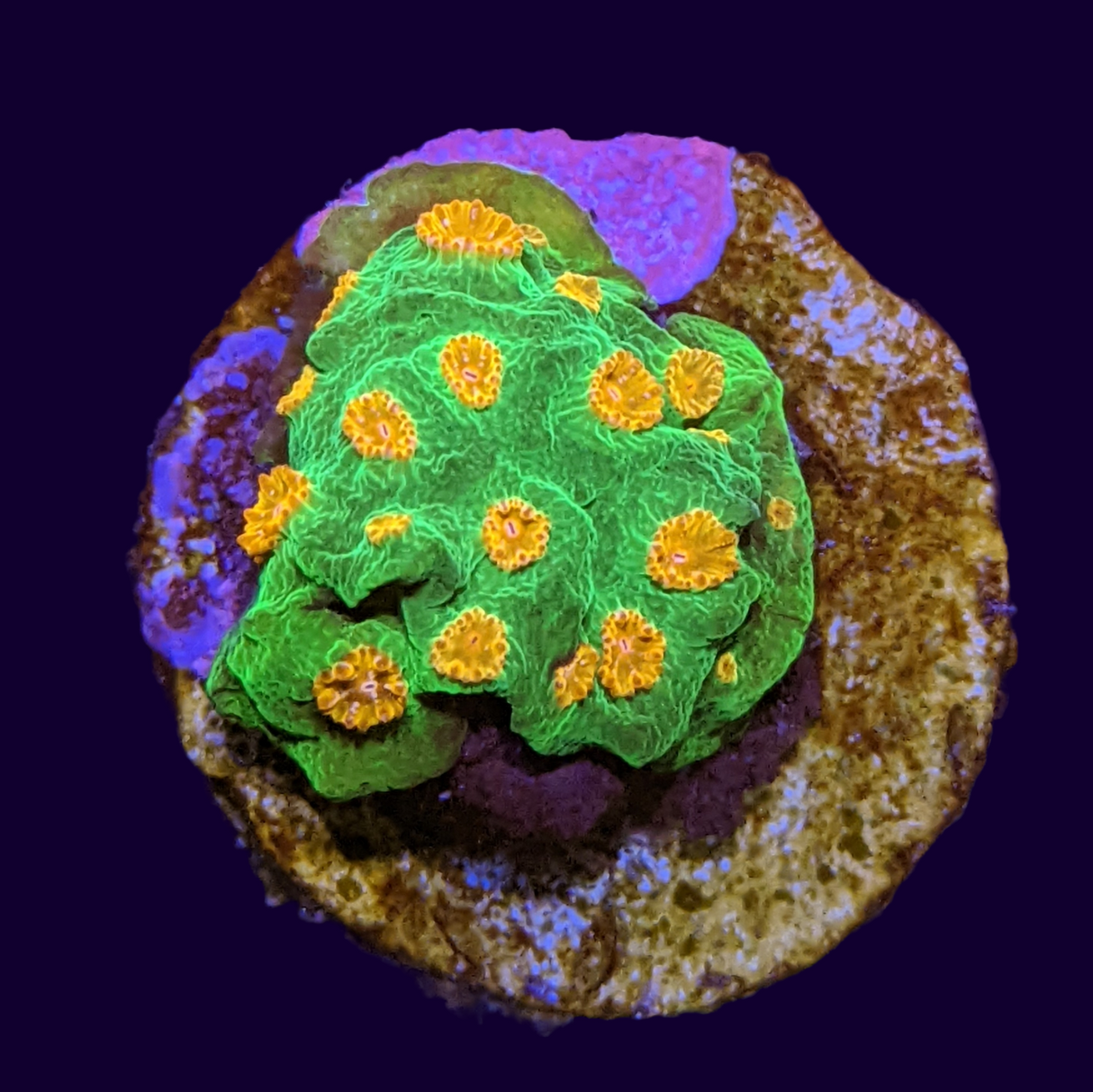 Meteor Shower Cyphastrea