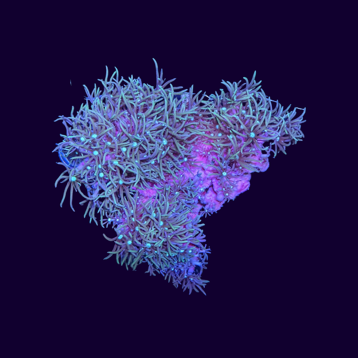 Green Star Polyp Mini Colony