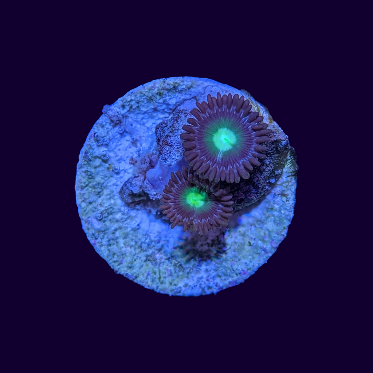 Mint Chocolate Zoa Frag