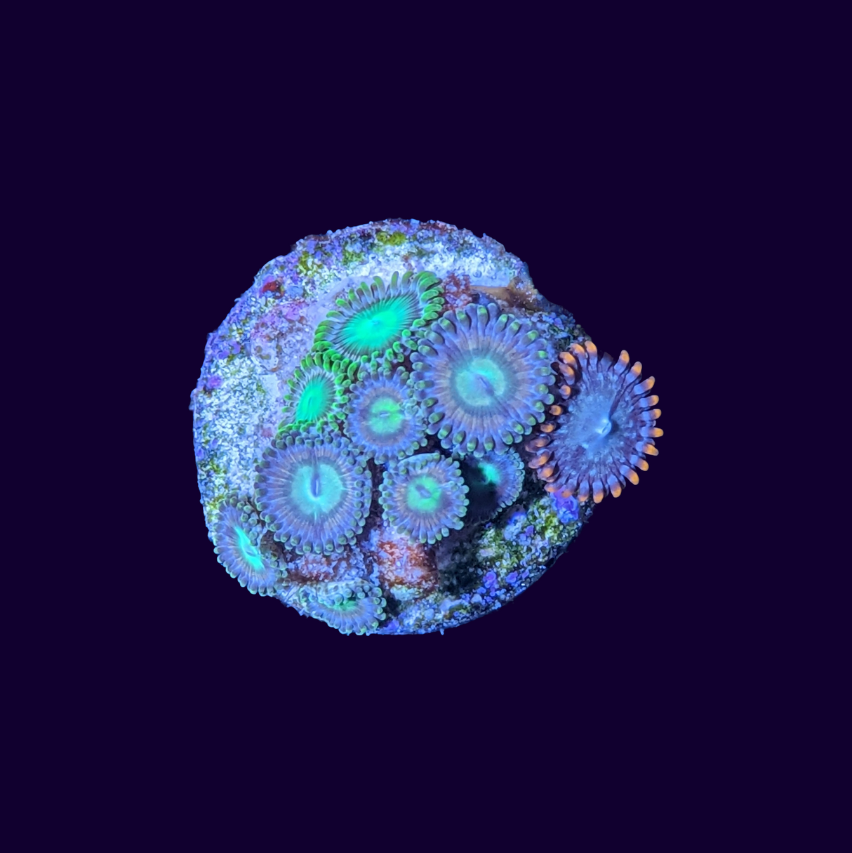 Mixed Zoa