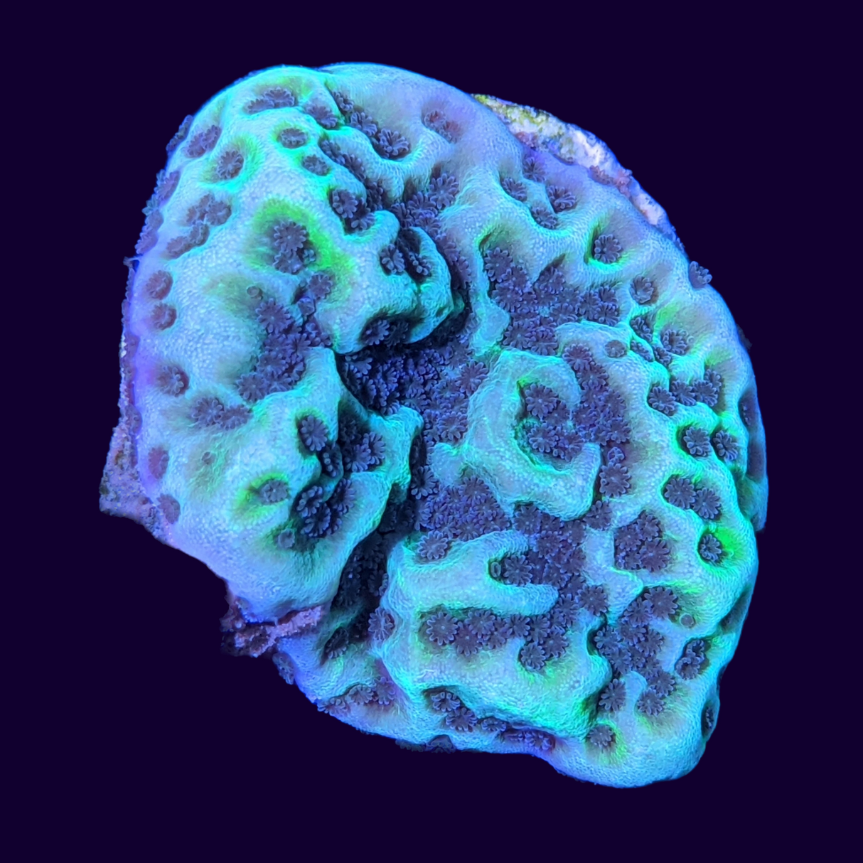 Montipora Confusa