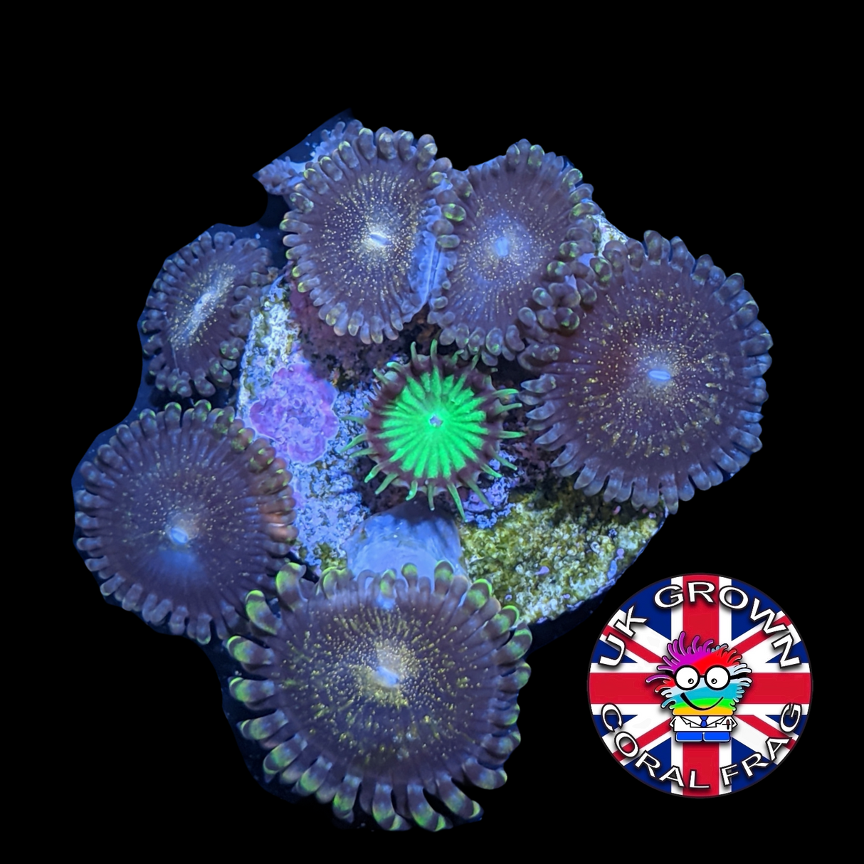 Reverse Space Monster Zoa Frag (UK Grown)