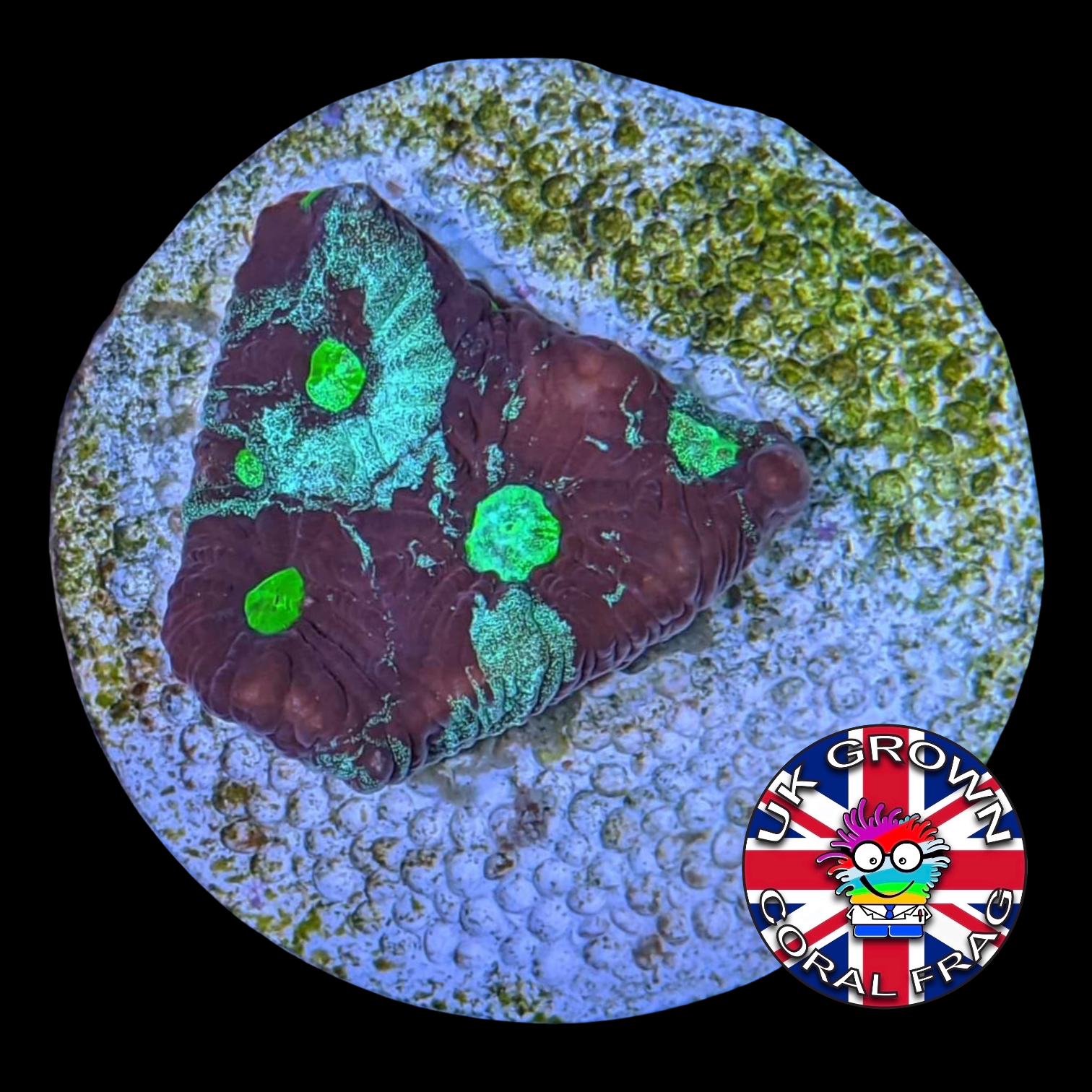 Favites Pentagona War Coral (UK Grown)