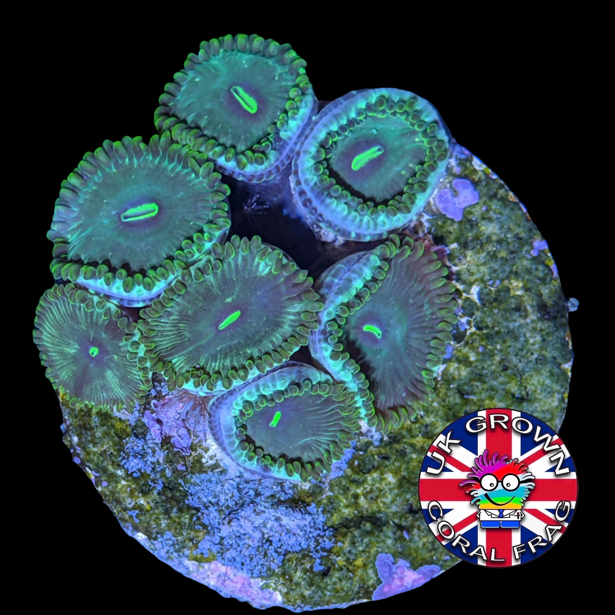 Hawaiian People Eater Zoa Frag (UK Grown)