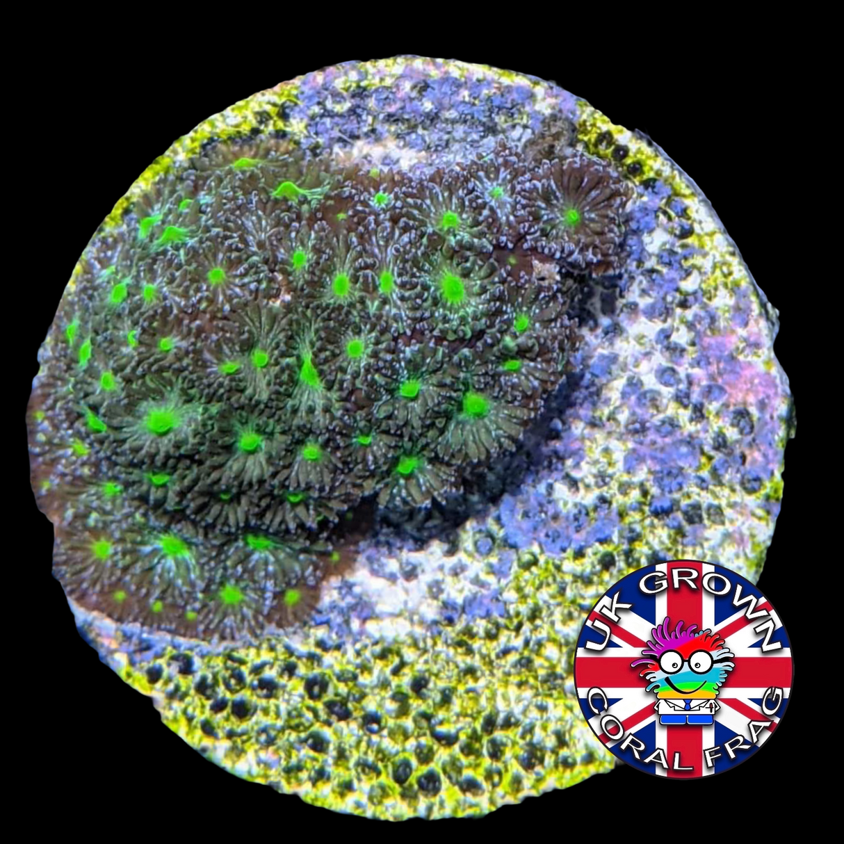 Green Leptastrea Frag (UK Grown)