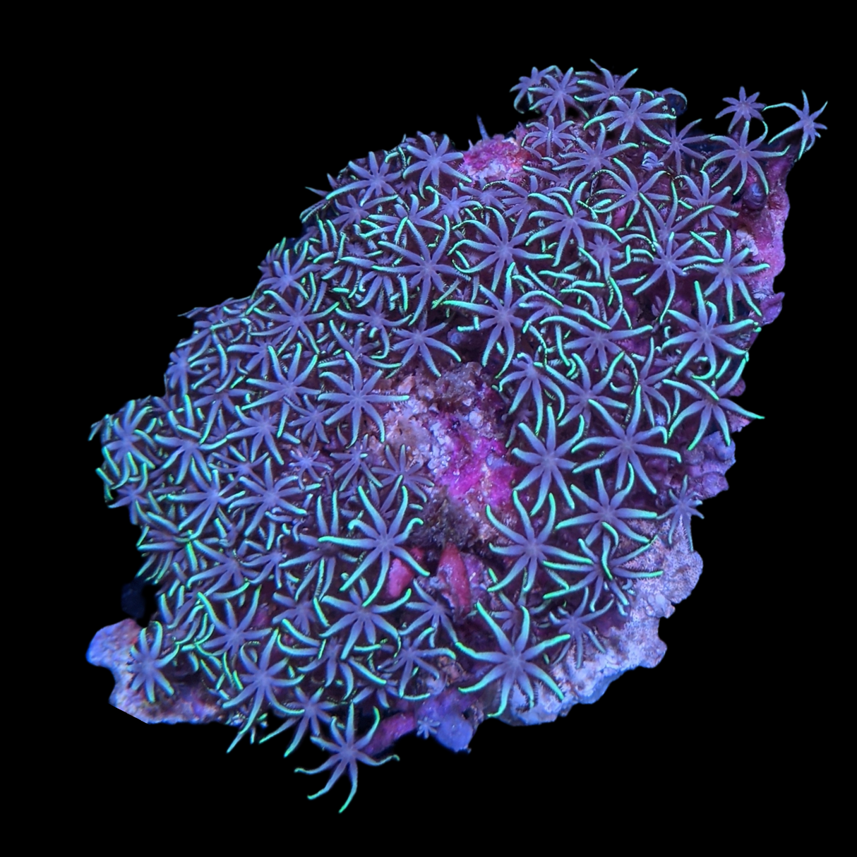 Mini Colony Star Polyps