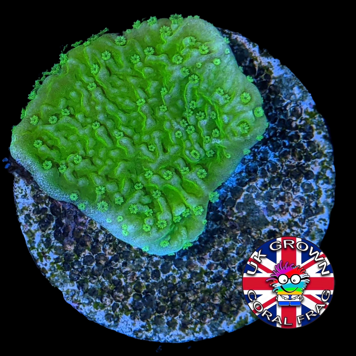 Green plating Montipora (UK Grown)